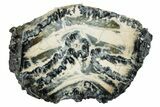 Mammoth Molar Slice with Case - South Carolina #263449-1